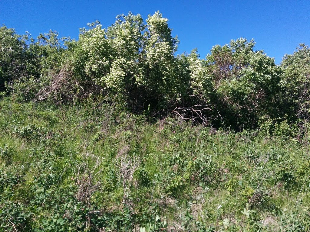 Mitra Natural Ravine Park | 194 Royal Birkdale Crescent NW, Calgary, AB T3G 5R8, Canada