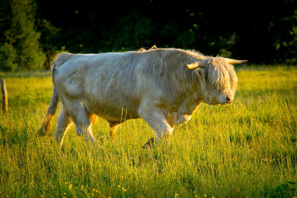 Frolic Acres Farm | 3669 Reid Rd, Newtonville, ON L0A 1J0, Canada | Phone: (905) 440-6031