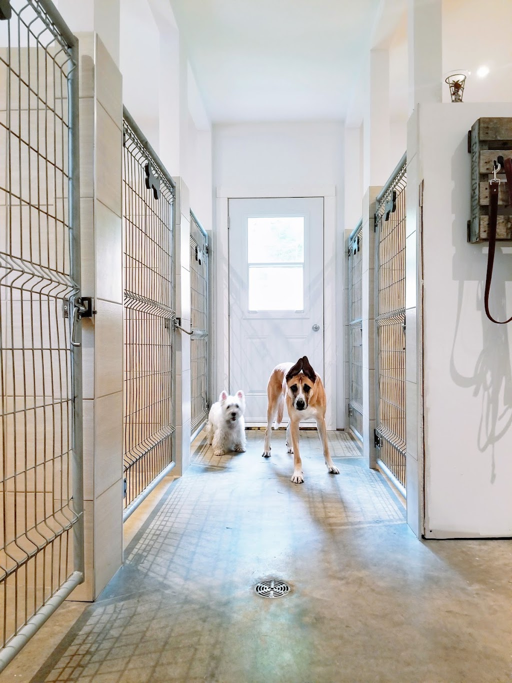 Complexe Canin PsychoPattes | 4100 Bd de Sainte-Adèle, Sainte-Adèle, QC J8B 2N7, Canada | Phone: (438) 998-5852