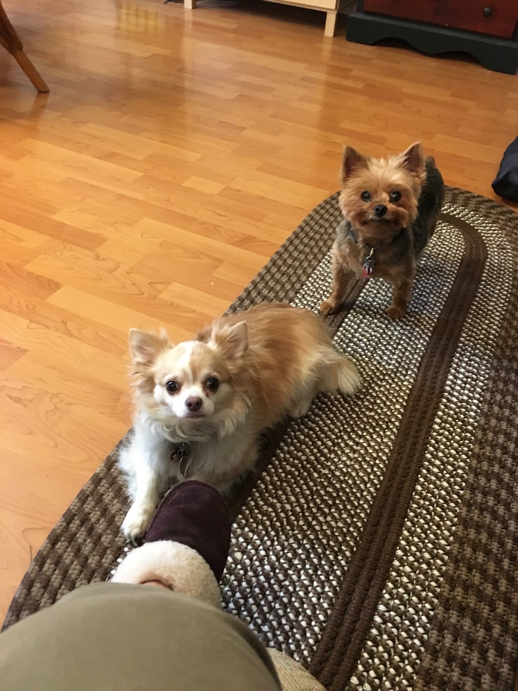 Chase River Veterinary Hospital | 1151 Lawlor Rd, Nanaimo, BC V9R 6R6, Canada | Phone: (250) 591-4050