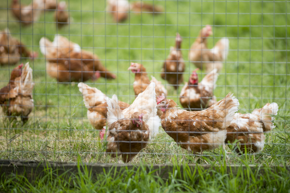 Les Fermes Valens Inc. | 62 Rue York, Huntingdon, QC J0S 1H0, Canada | Phone: (450) 264-4061