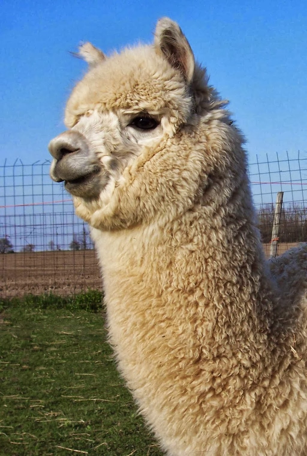 Ziraldo Alpacas | 21370 Fairview Rd, Thorndale, ON N0M 2P0, Canada | Phone: (519) 461-1582