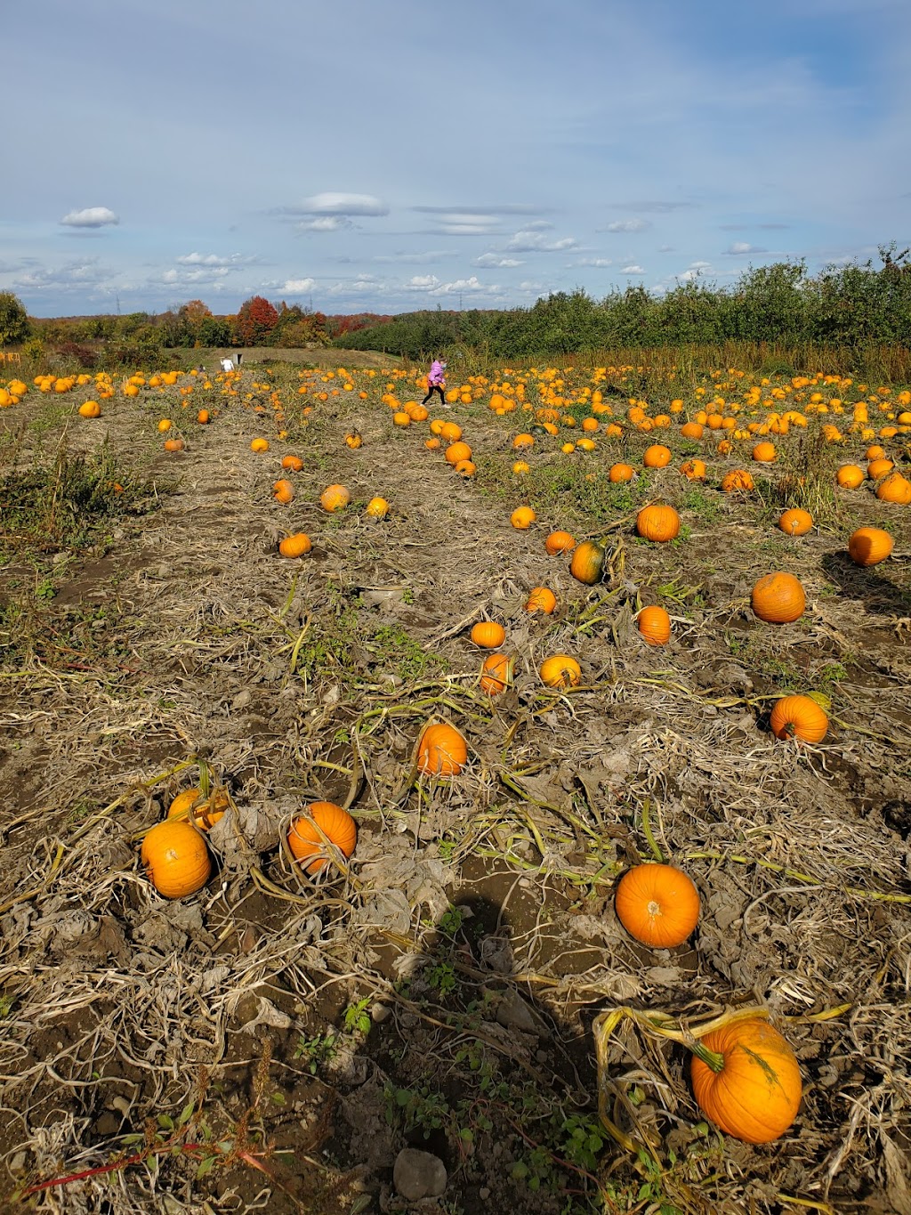 Ferme Roland Cloutier | 855 Chem. Fresnière, Saint-Eustache, QC J7R 0E9, Canada | Phone: (450) 472-8658