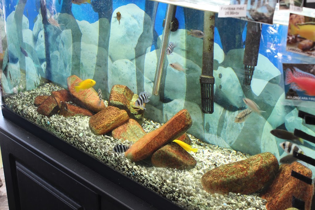 animalerie la fine griffe | 5700 Rue Martineau, Saint-Hyacinthe, QC J2R 1T6, Canada | Phone: (450) 796-4090