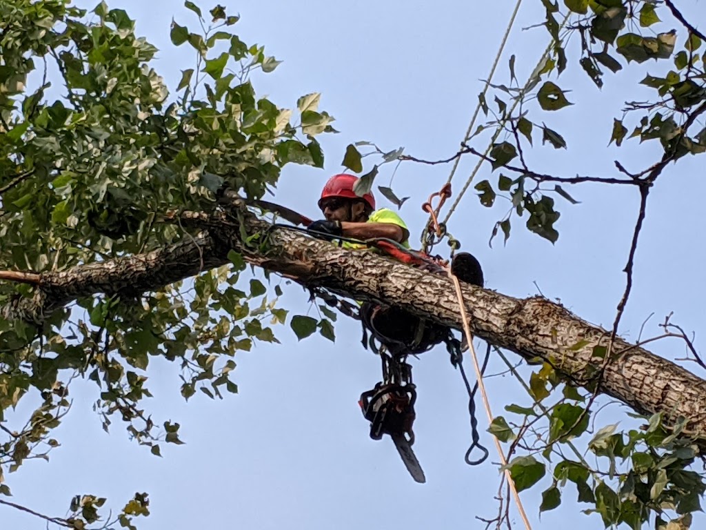 TreeWiseGuys Inc. | 60 Blackstone- Crane Lk Rd, Seguin, ON P2A 2W8, Canada | Phone: (905) 868-7326