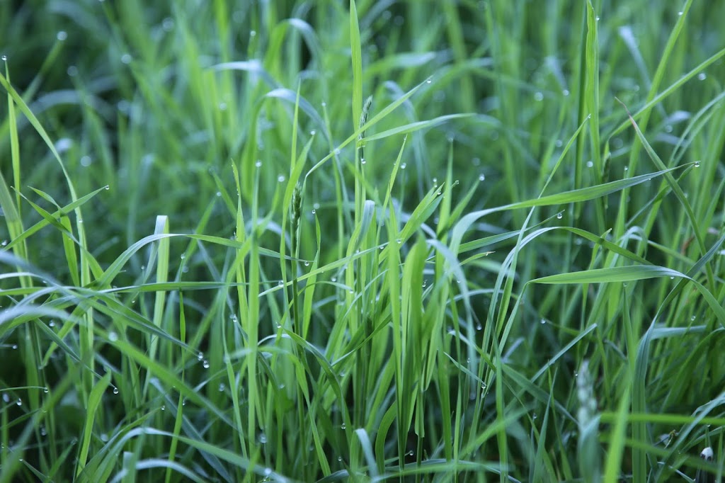 Clear Creek Farms | 14757 Cleeves Line, Highgate, ON N0P 1T0, Canada | Phone: (519) 784-6651