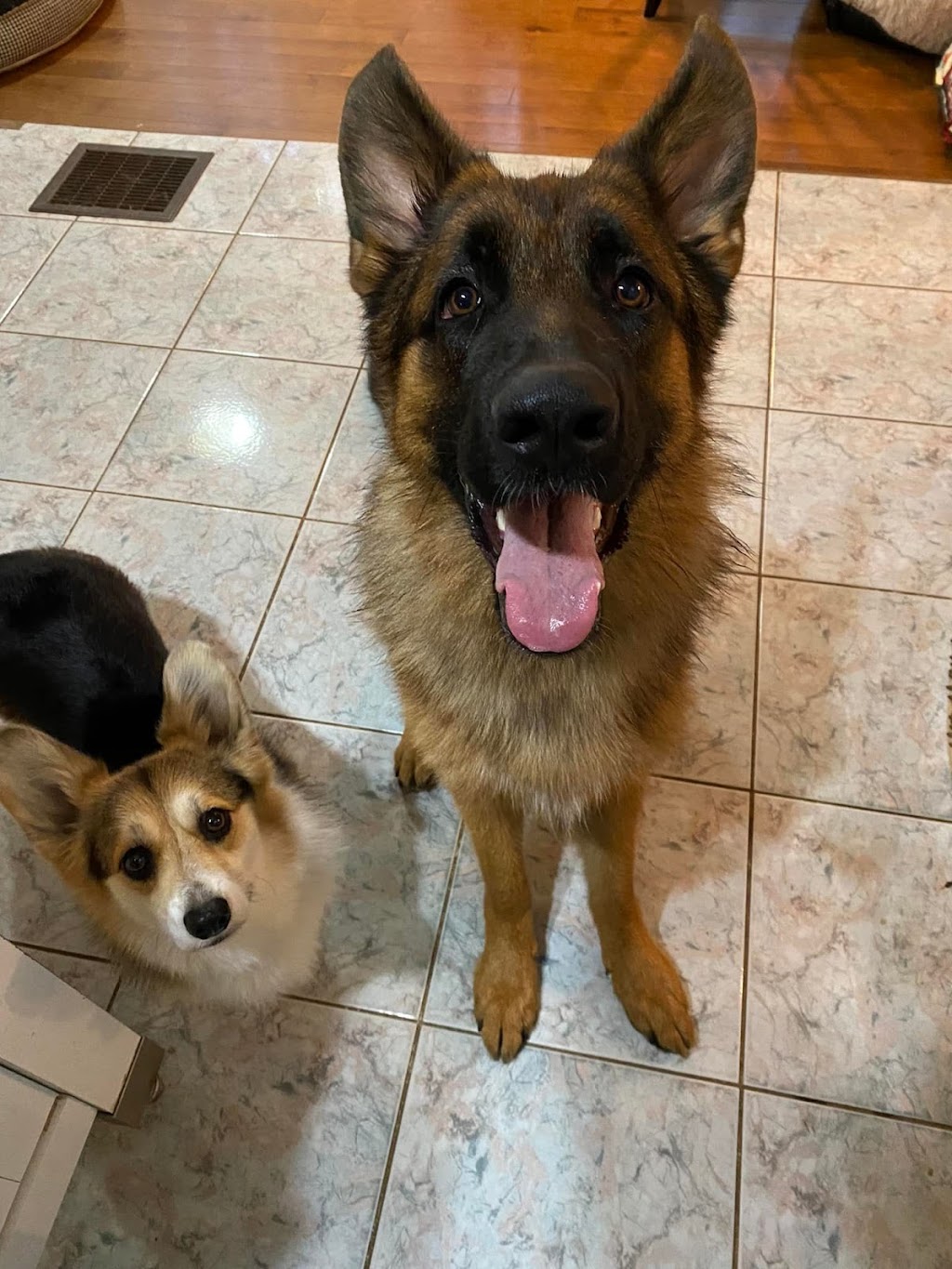 Fire River German Shepherds | Route 116 Upper, Rexton, NB E4W 3C5, Canada | Phone: (506) 899-2350