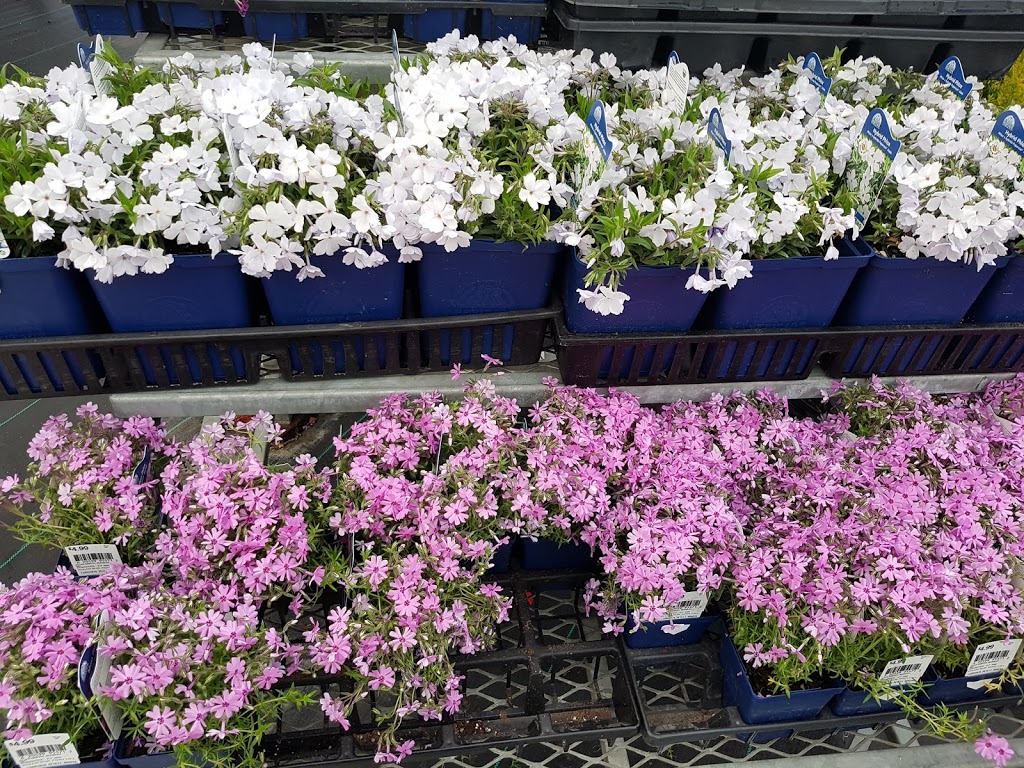 Peter Knippel Nursery & Garden Centre Inc | 4590 Bank St, Gloucester, ON K1T 3W6, Canada | Phone: (613) 822-0383