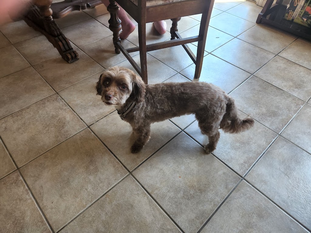 Shaggy Doos | 29 Laurie Crescent, Barrie, ON L4M 6C7, Canada | Phone: (705) 220-3667