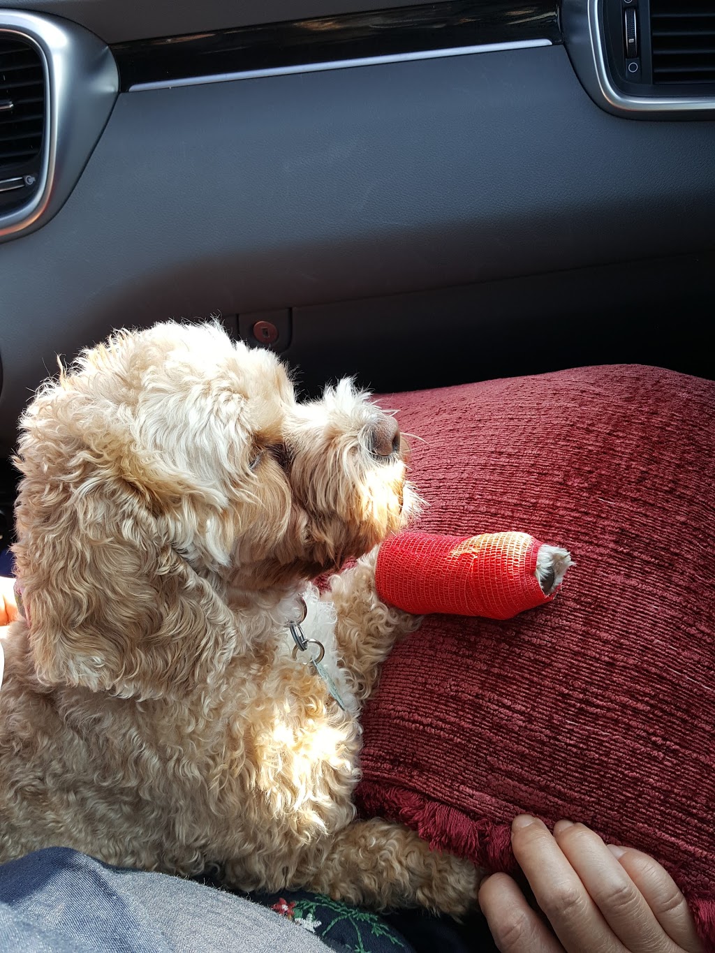 Kim Pet Hospital | 8362 Woodbine Ave, Markham, ON L3R 2N8, Canada | Phone: (905) 604-3105