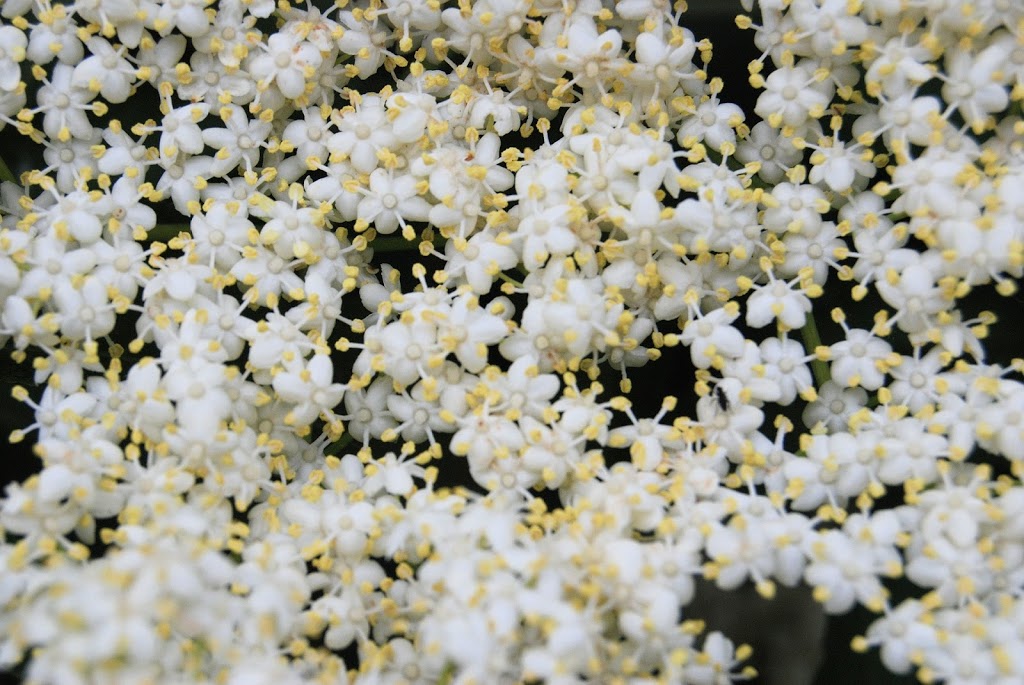 ElderFlower Doula | 303 Cumberland St, New Westminster, BC V3L 3G2, Canada | Phone: (778) 889-9396