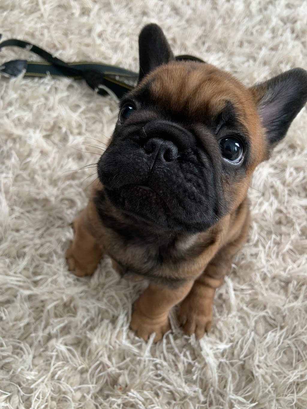 Jaklins Bulldogs. French Bulldog breeder & puppies for adoption | n/a, Manilla, ON K0M 2J0, Canada | Phone: (647) 539-5040