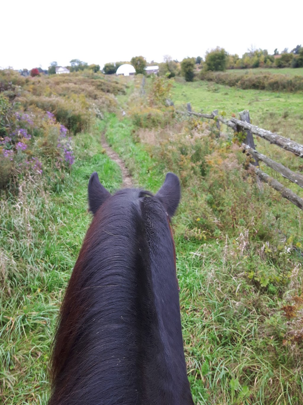 Kuzenko Stables | 4507 Courtice Rd, Hampton, ON L0B 1J0, Canada | Phone: (905) 447-3212