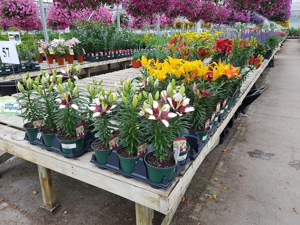 Pépinière Lapointe Inc. | 970 Av Châteaubriant, Mascouche, QC J7K 3N7, Canada | Phone: (450) 474-1680