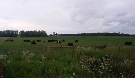 McIntosh Farms | 6800-6998 Rd 173, Atwood, ON N0G 1B0, Canada | Phone: (519) 897-1226