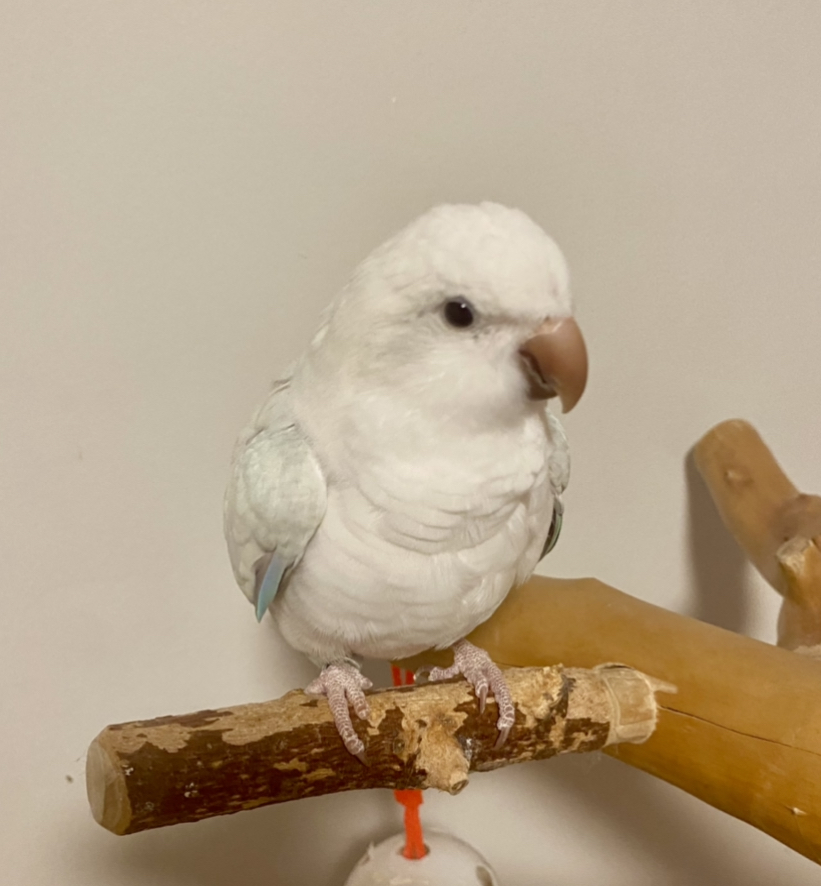 Pets4You Canada Inc. | 10 Cecile Dr, Kitchener, ON N2M 1V3, Canada | Phone: (519) 716-8885