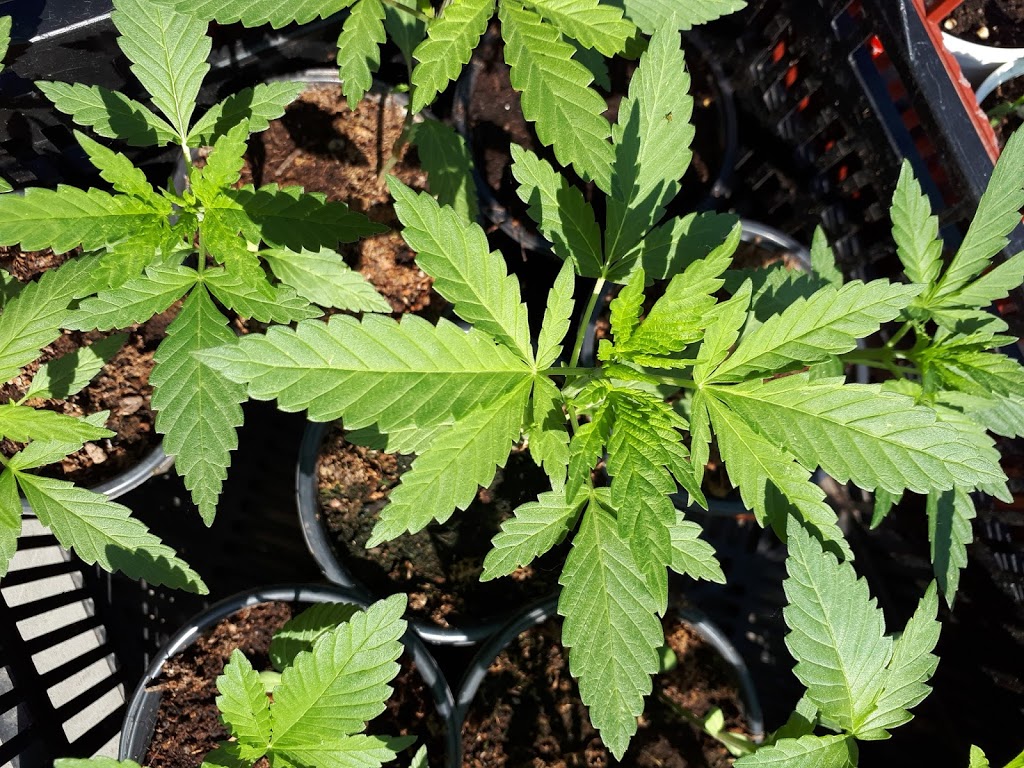 Stone-Tool-Seed | 372 Harley Rd, Harley, ON N0E 1E0, Canada | Phone: (226) 966-3382