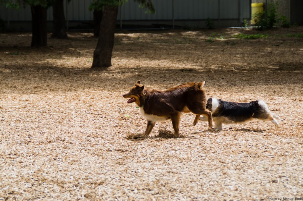 Coronation Park Offleash Dog Park | Niagara, Toronto, ON M5V 1A7, Canada | Phone: (416) 338-4386