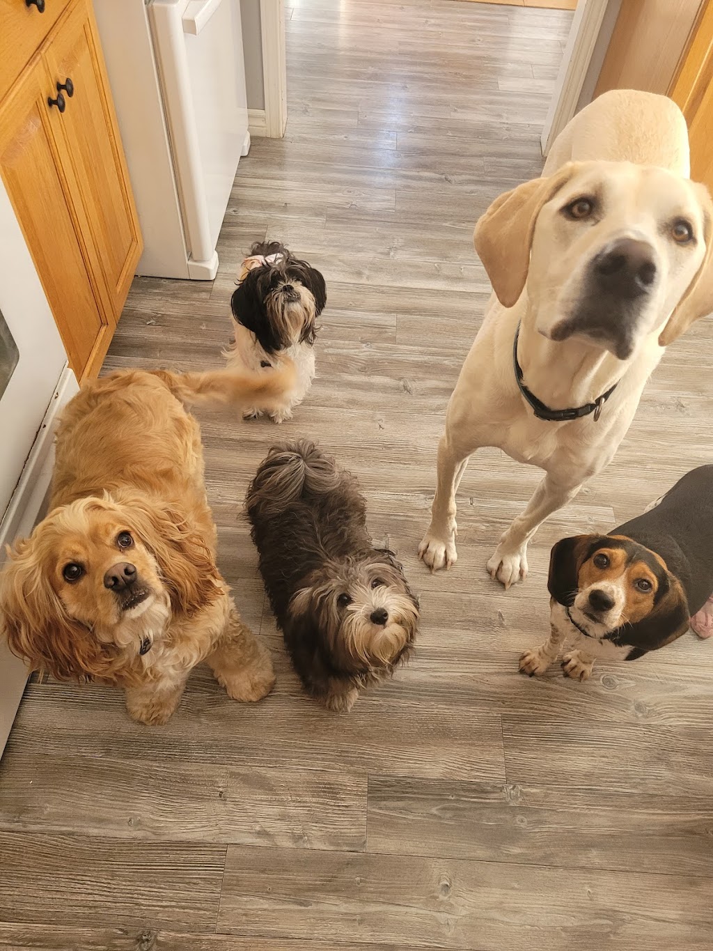Sisters Doggy Daycare & Boarding | Grattan Rd, Sainte-Anne-de-Kent, NB E4S 1B5, Canada | Phone: (506) 521-0649