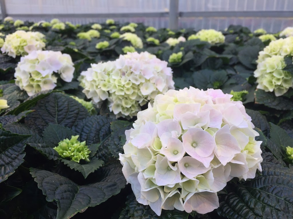 One Floral (office) | 2350 Fourth Ave, Jordan Station, ON L0R 1S0, Canada | Phone: (905) 562-4118