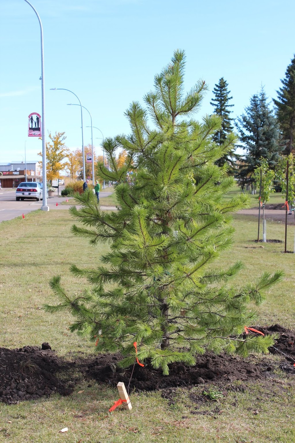 Arrowhead Nurseries Ltd. | 2503 211 Ave NE, Edmonton, AB T5Y 6P8, Canada | Phone: (780) 472-6260