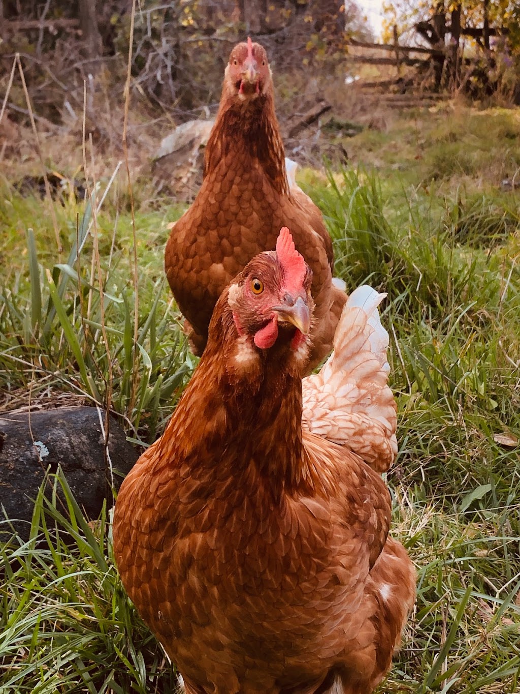 Spring Pasture Farm | 2344 Spring Brook Rd, Springbrook, ON K0K 3C0, Canada | Phone: (416) 728-3222