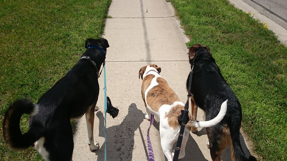 Paws Away | 97 Fairgreen Close, Cambridge, ON N1T 1T7, Canada | Phone: (519) 880-5225