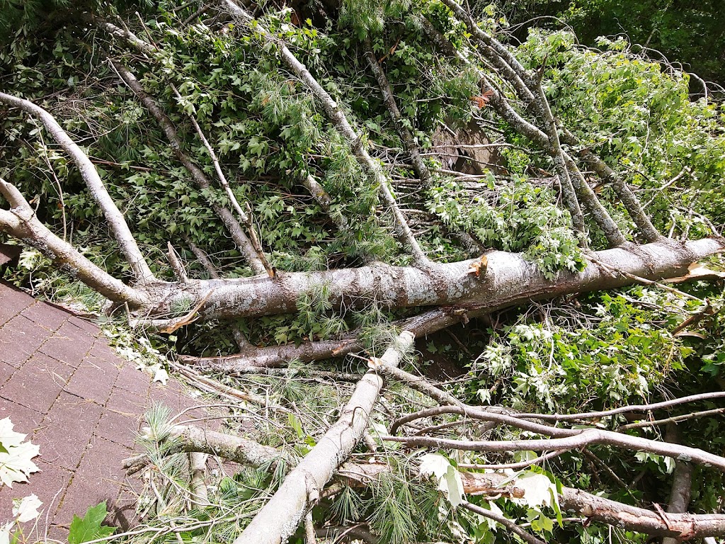 Tree Climbers | 5036 Thunder Rd, Carlsbad Springs, ON K0A 1K0, Canada | Phone: (613) 860-8733