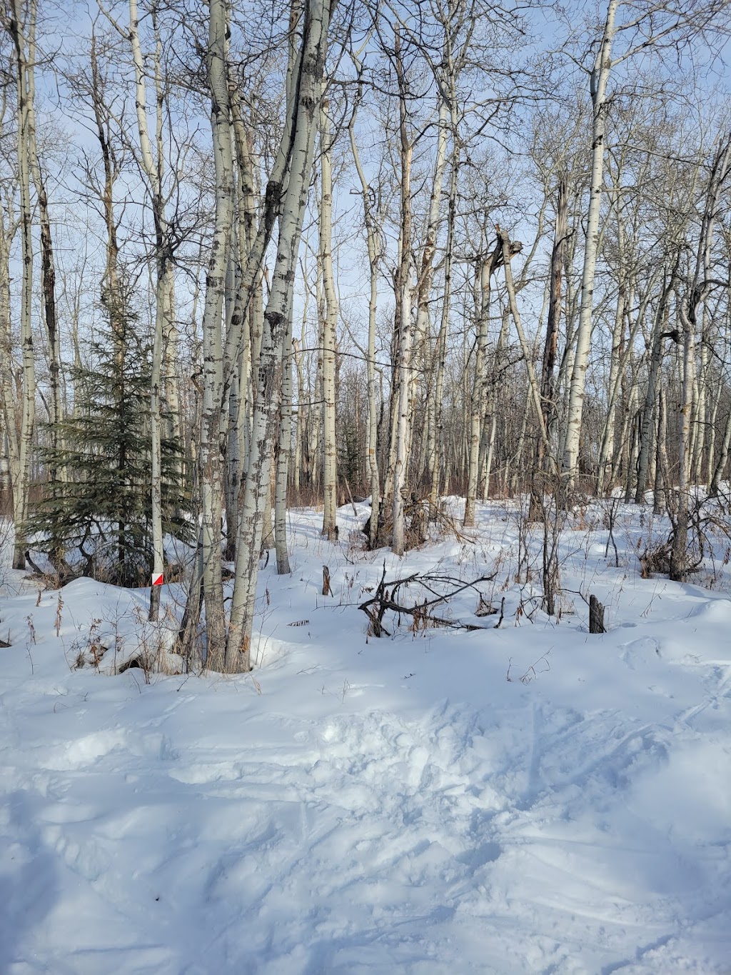 Strathcona Wilderness Centre | 52535 Range Rd 212, Ardrossan, AB T8G 2E9, Canada | Phone: (780) 922-3939