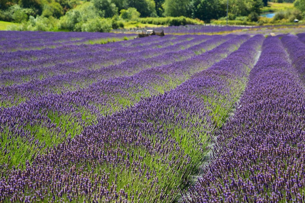 Pelindaba Lavender Farm | 45 Hawthorne Ln, Friday Harbor, WA 98250, USA | Phone: (360) 378-4248