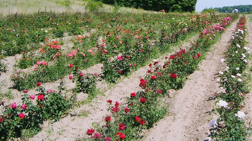 Rambling Rose Nursery | 528 Wesley Acres Rd, Bloomfield, ON K0K 1G0, Canada | Phone: (613) 393-1828