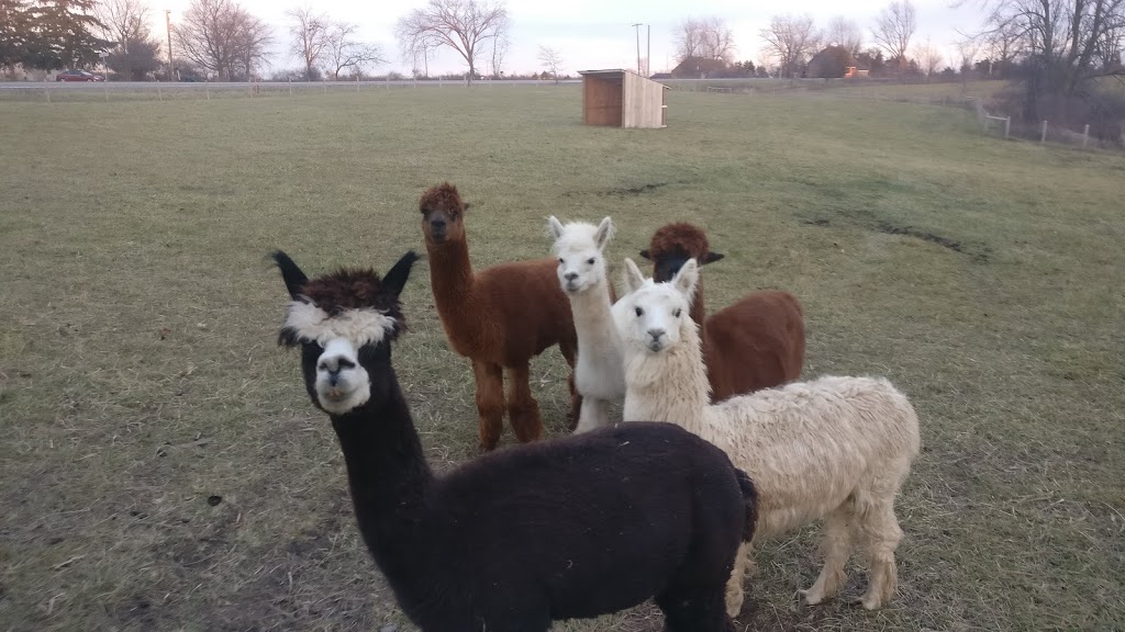 Riverside oasis farm | 6696 Canborough Rd, Wellandport, ON L0R 2J0, Canada | Phone: (289) 442-5733