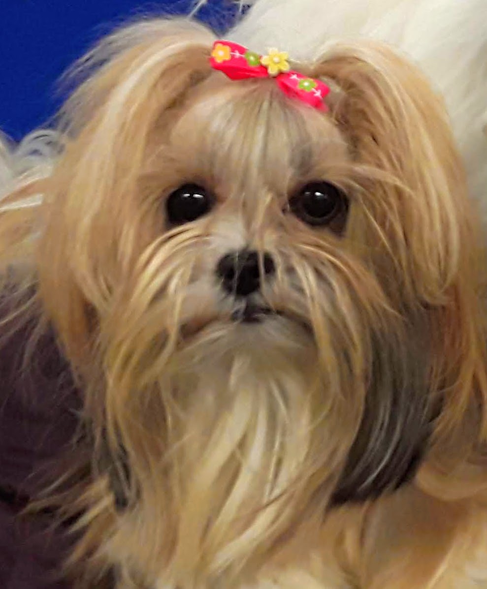 Club Canin Chomedey Inc | 6990 Av. des Perron, Laval, QC H7J 1G6, Canada | Phone: (450) 963-1298