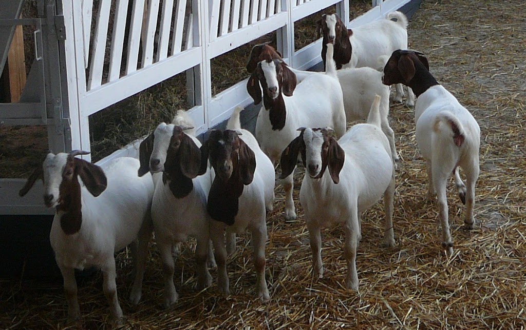 Ferme Du Sillon & Boutique Le Sillon des Saveurs | 151 Rang St Stanislas E, Saint-Alexandre-de-Kamouraska, QC G0L 2G0, Canada | Phone: (418) 495-5331