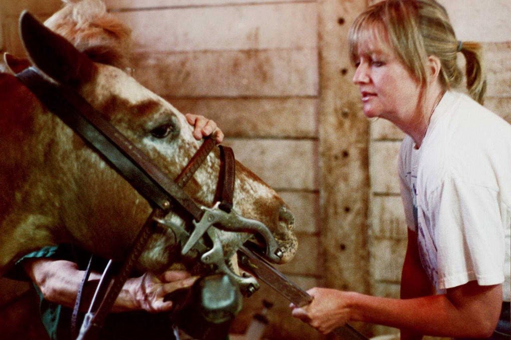 Royalton Equine Veterinary Services, PC | 7735 Chestnut Ridge Rd, Lockport, NY 14094, USA | Phone: (716) 629-8384