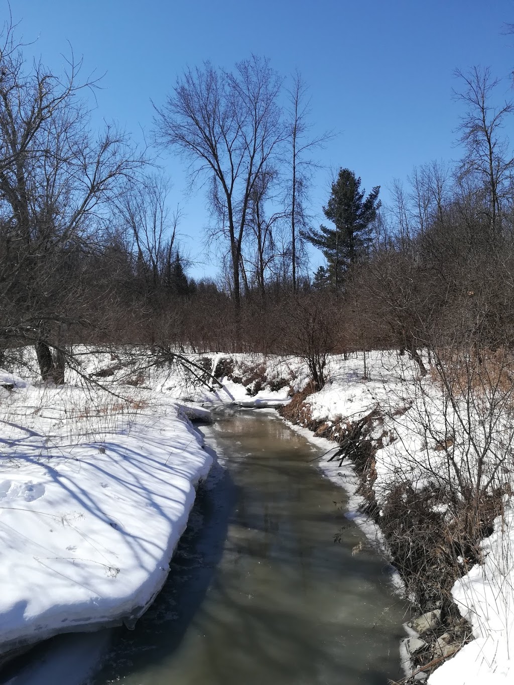 Pleurotes | District de Deschenes, Gatineau, QC J9J 1A1, Canada