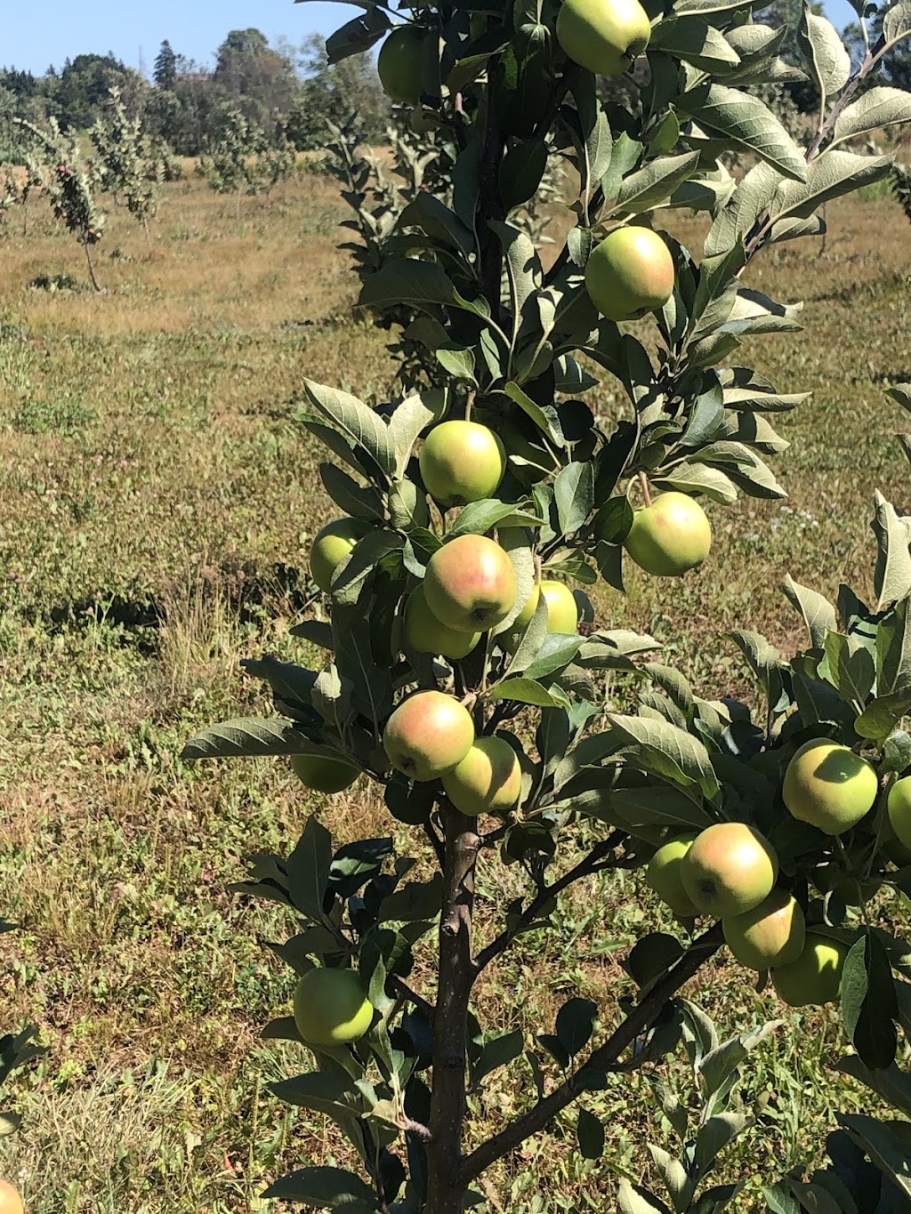 Awesome Blossom Apple Orchards | 2102 Bethel Rd, Mount Herbert, PE C1B 3L8, Canada | Phone: (902) 314-7620