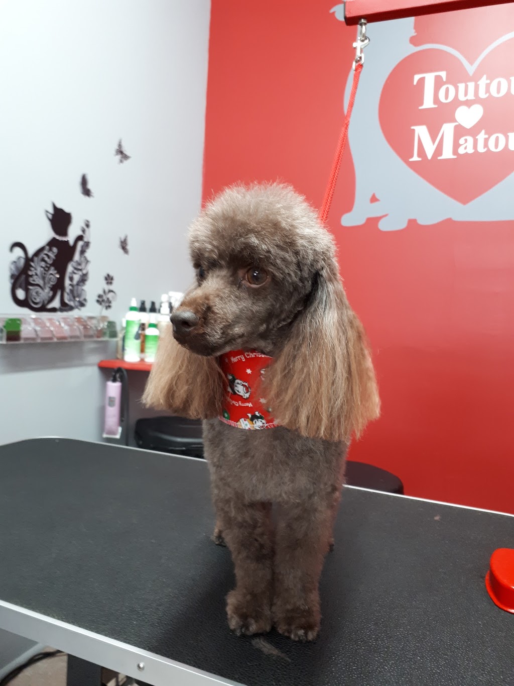 Salon toilettage Toutou Matou | 988 Rue Notre-Dame, Lavaltrie, QC J5T 1L9, Canada | Phone: (438) 884-4342