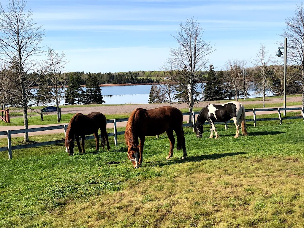 BRUDENELL RIDING STABLES | 235 Brudenell Island Blvd, Cardigan, PE C0A 1G0, Canada | Phone: (902) 652-2396