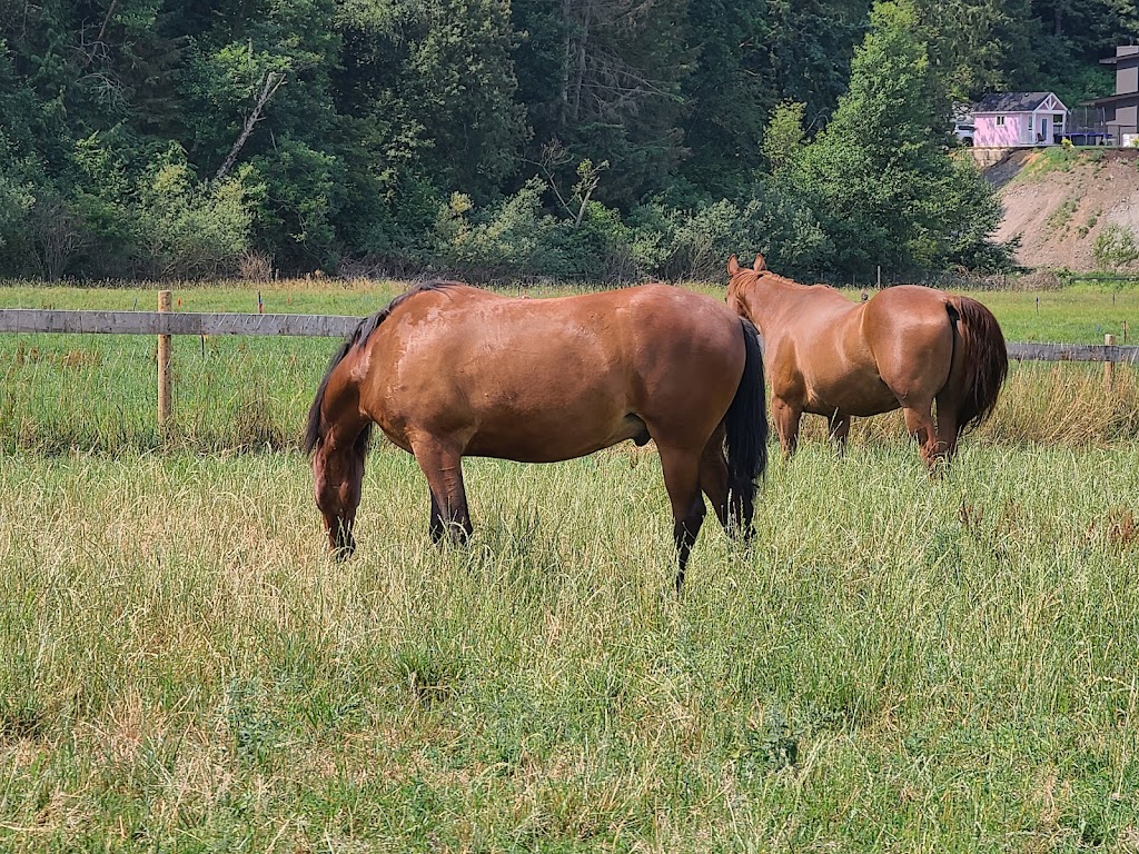 Hillside Stables Inc | 7465 Upper Prairie Rd, Chilliwack, BC V4Z 1J4, Canada | Phone: (604) 795-1504