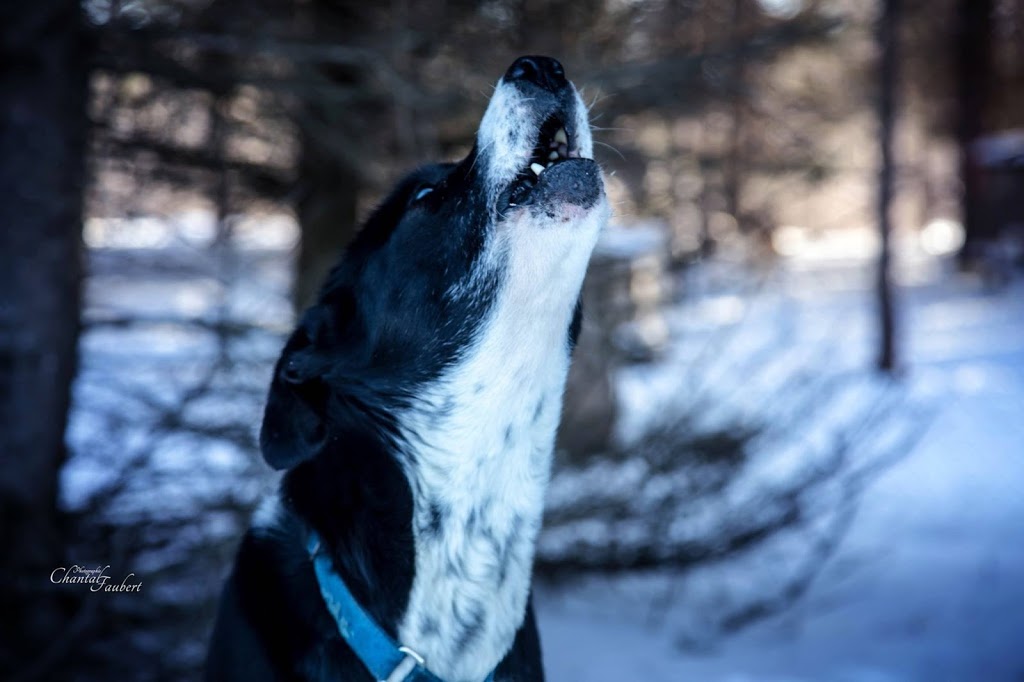 Gipsy Aventure - Traîneaux à chiens | 400 Rang William, Notre-Dame-de-la-Paix, QC J0V 1P0, Canada | Phone: (819) 592-4922