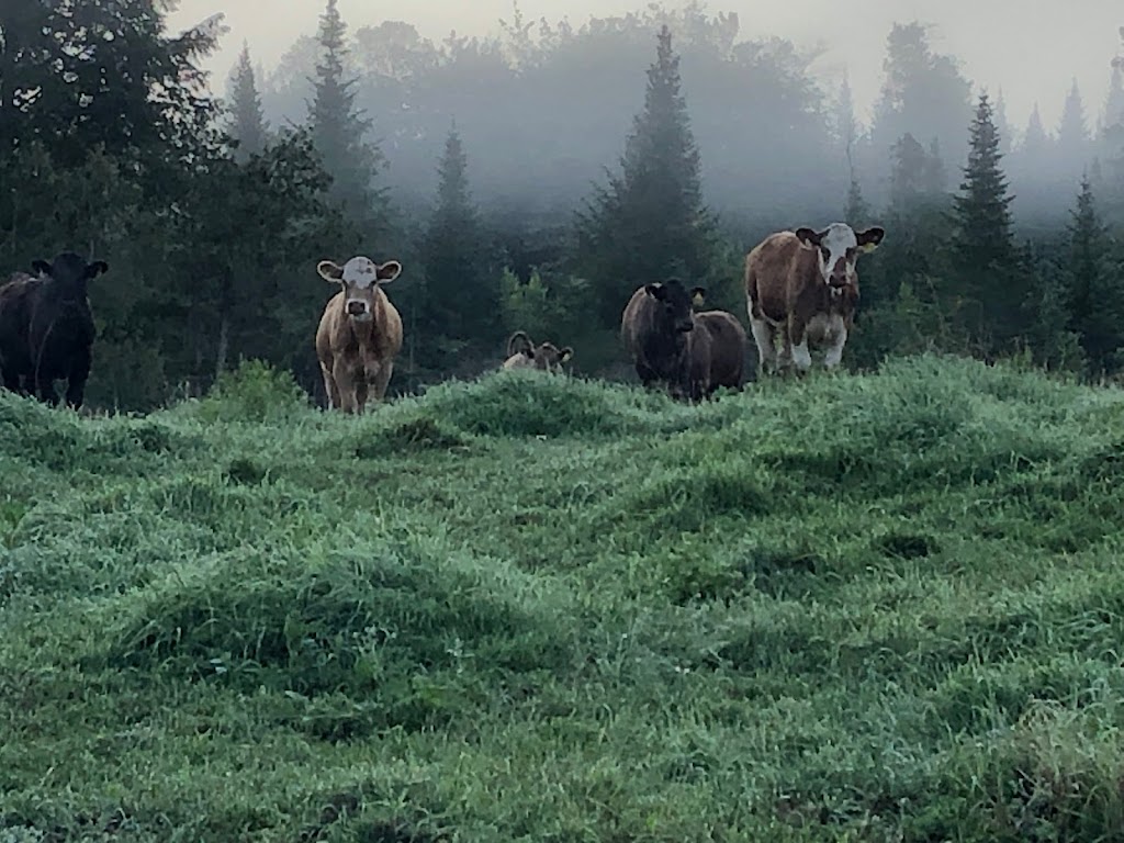 Le Diable est aux vaches | 1394 Chemin de St Julien, Saint-Julien, QC G0N 1B0, Canada | Phone: (418) 333-3277