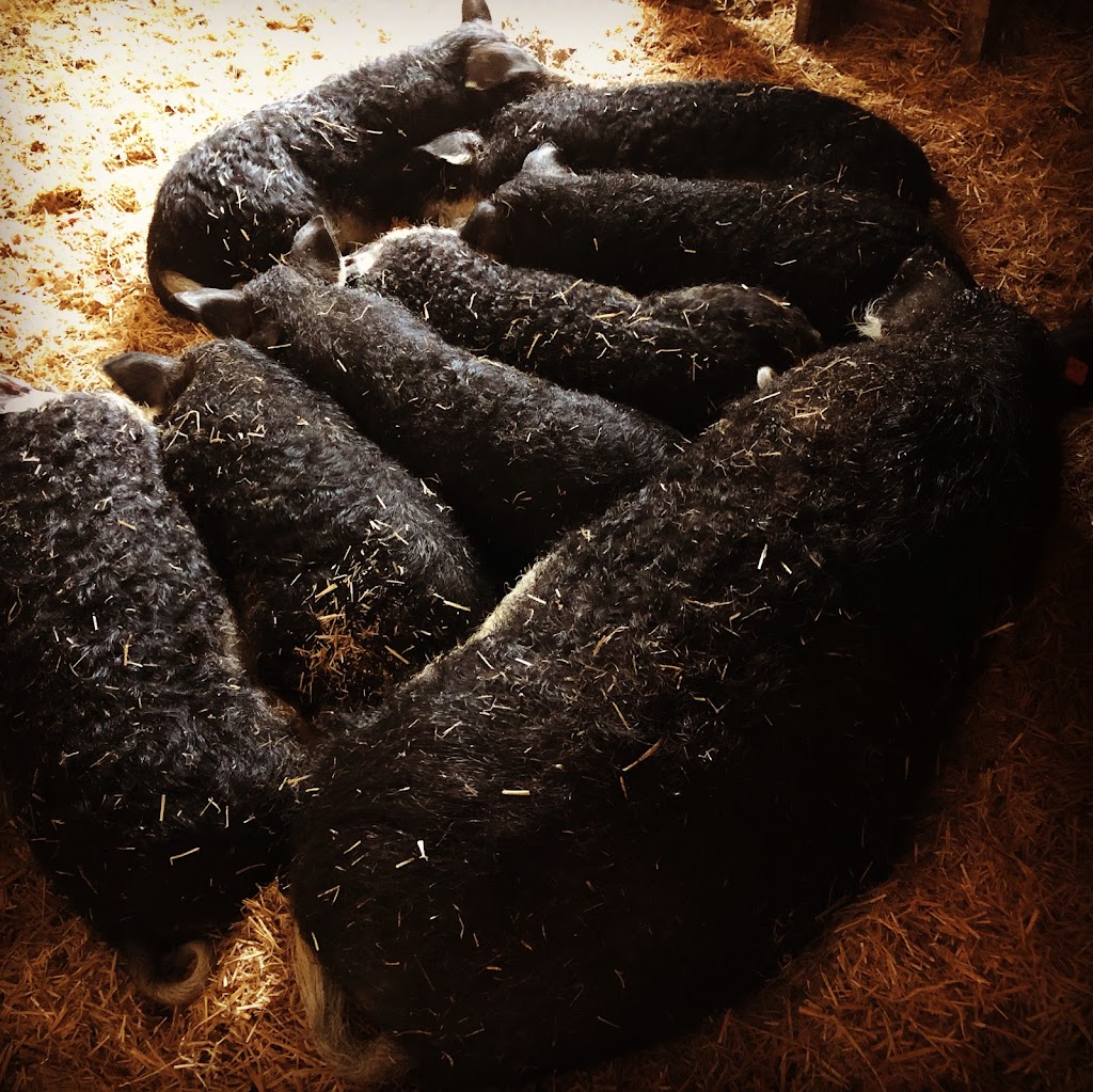 Mangalica Québec LA BÊTE NOIRE | 273 rang 1 est, Sainte-Christine, QC J0H 1H0, Canada | Phone: (819) 818-9391