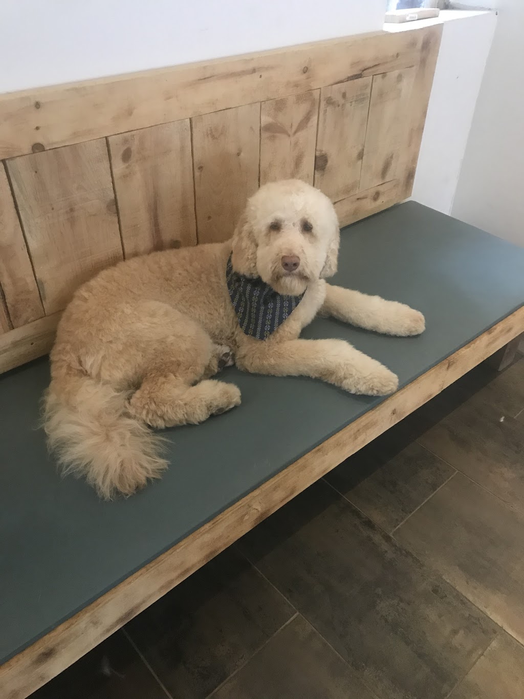 No Bones About It | 155 Main St, Toronto, ON M4E 2V9, Canada | Phone: (416) 474-4495