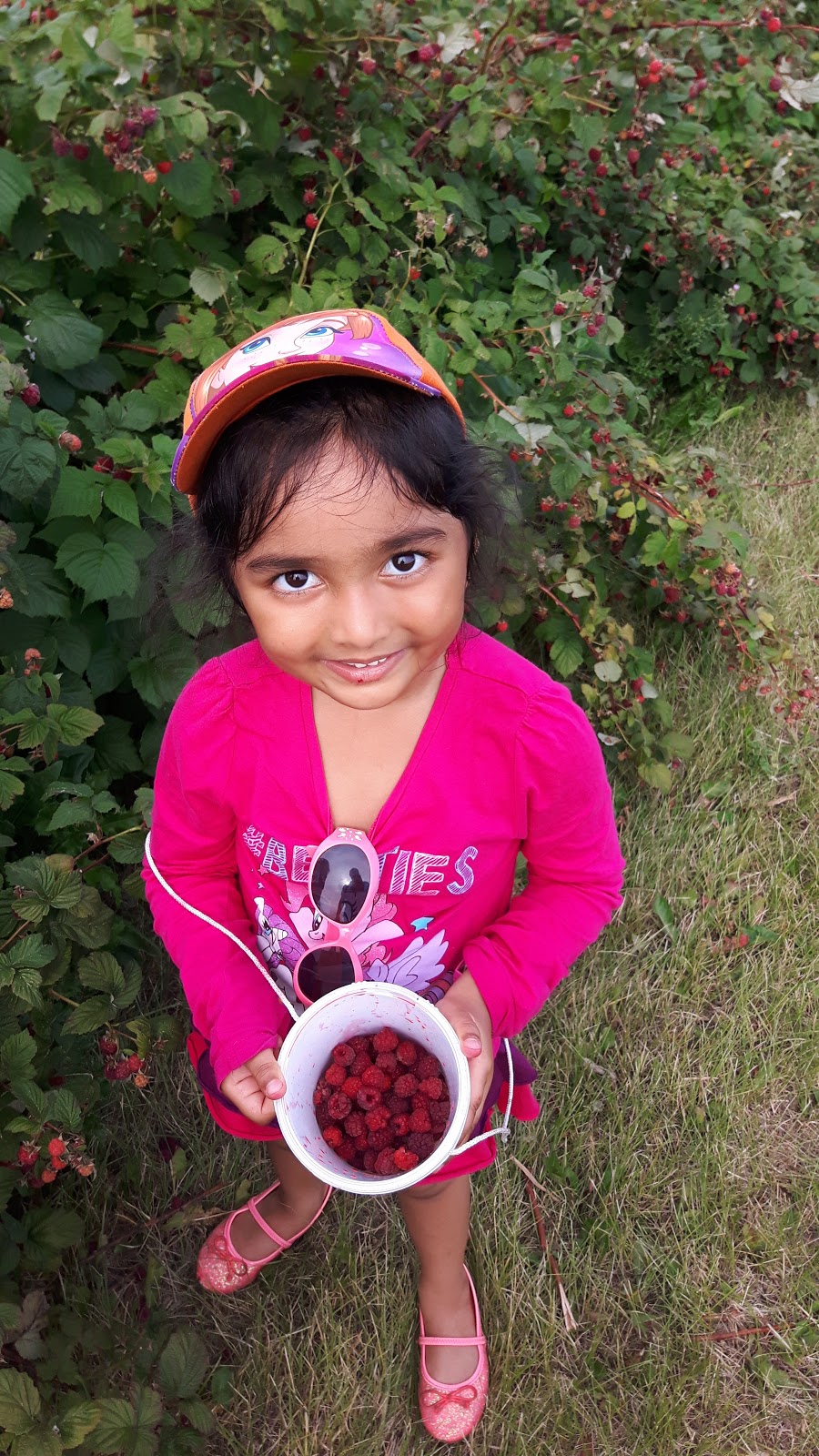 Horse Hill Berry Farm | 3203 211 Ave NE, Edmonton, AB T5Y 6P1, Canada | Phone: (780) 245-4930