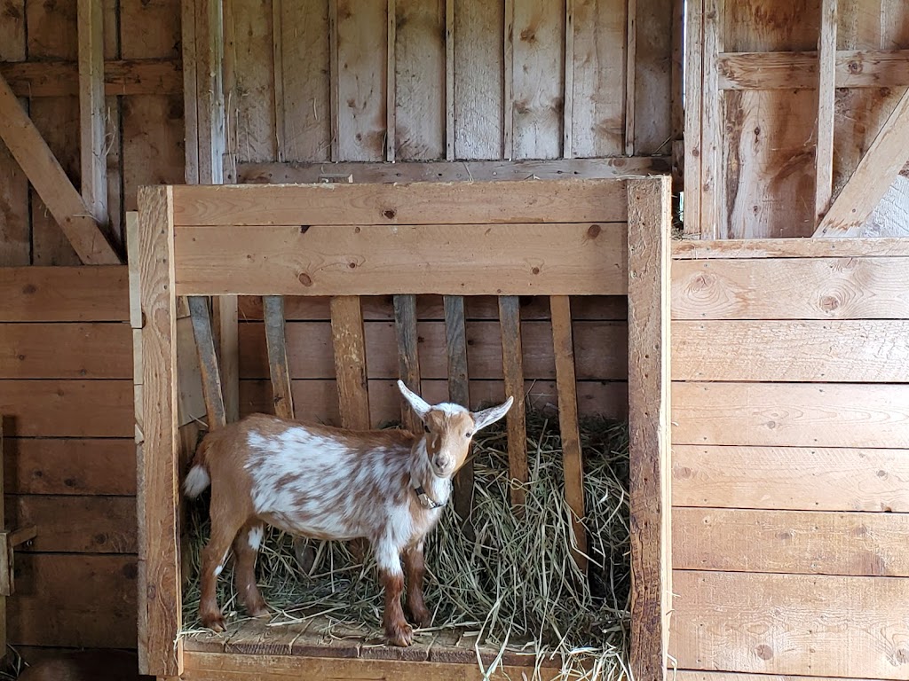 Simply Ducky Farm | 2952 Nova Scotia Trunk 7, Antigonish, NS B2G 2L3, Canada | Phone: (902) 783-2959