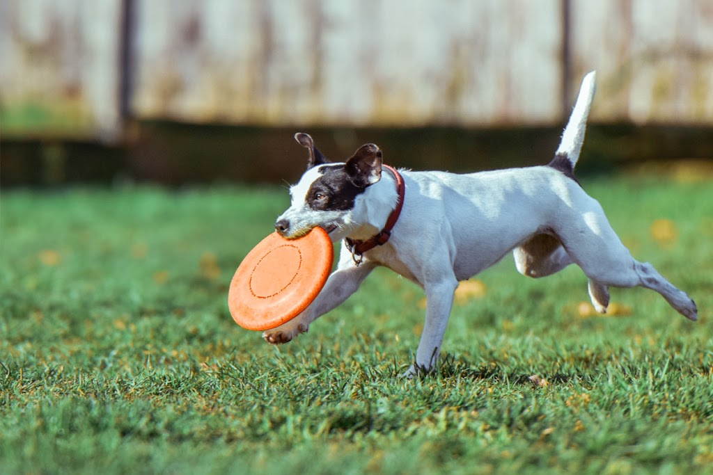 Let The Dog Out -On demand | 3 Boulder Crescent, Guelph, ON N1G 5A3, Canada | Phone: (519) 835-5836