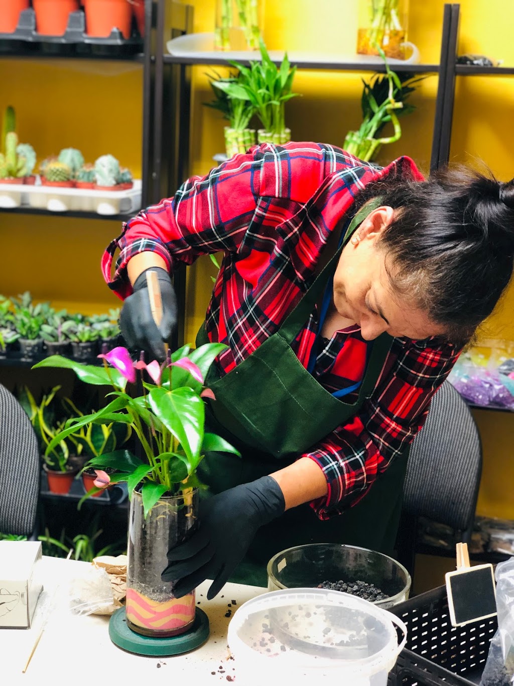 Geoponics Inc. | Indoor Plants Shop | 7125 Pacific Cir, Mississauga, ON L5T 2A5, Canada | Phone: (905) 795-2456