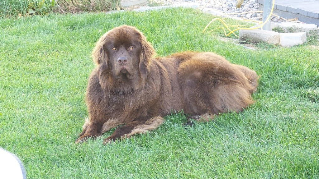 Elizabeth Street Pet Hospital | 74 Elizabeth St #2, Okotoks, AB T1S 1B5, Canada | Phone: (403) 982-8387