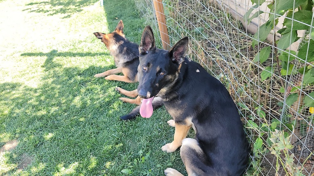 Parkland Kennels West Inc | 53119 Range Rd 280, Stony Plain, AB T7Z 1Y2, Canada | Phone: (780) 963-4269